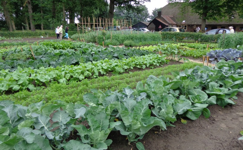 Moestuin beginnen