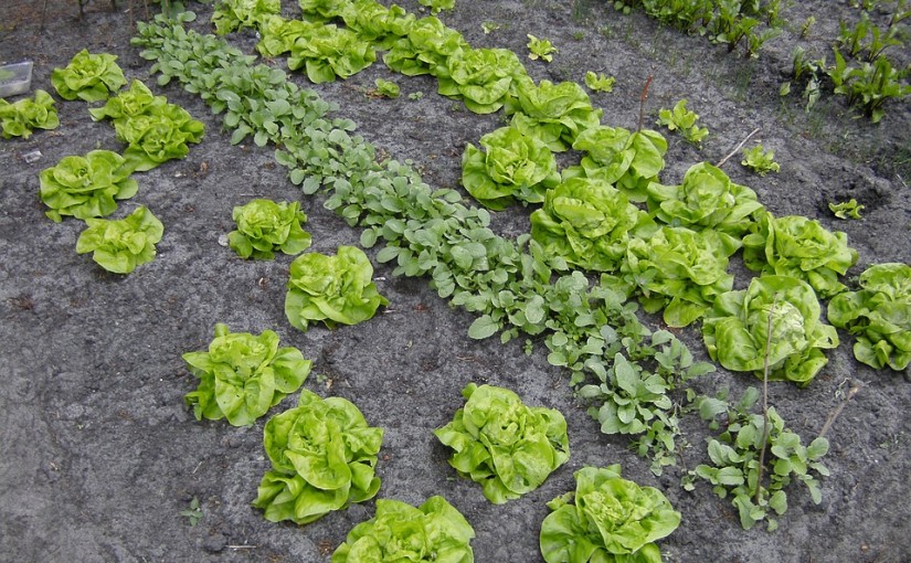 Waarom een moestuin?